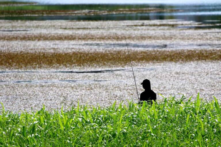 Mehr über den Artikel erfahren Angeln nach Saiblingen: Die besten Angelplätze in Deutschland