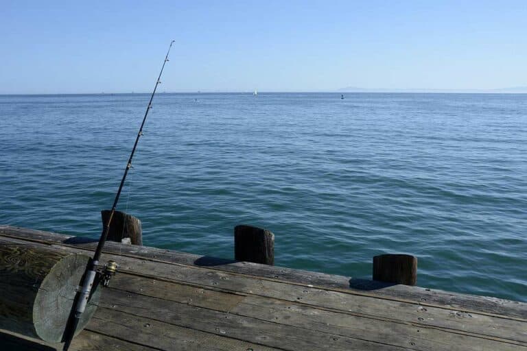 Mehr über den Artikel erfahren Welche Fische kann man in der Ostsee angeln?