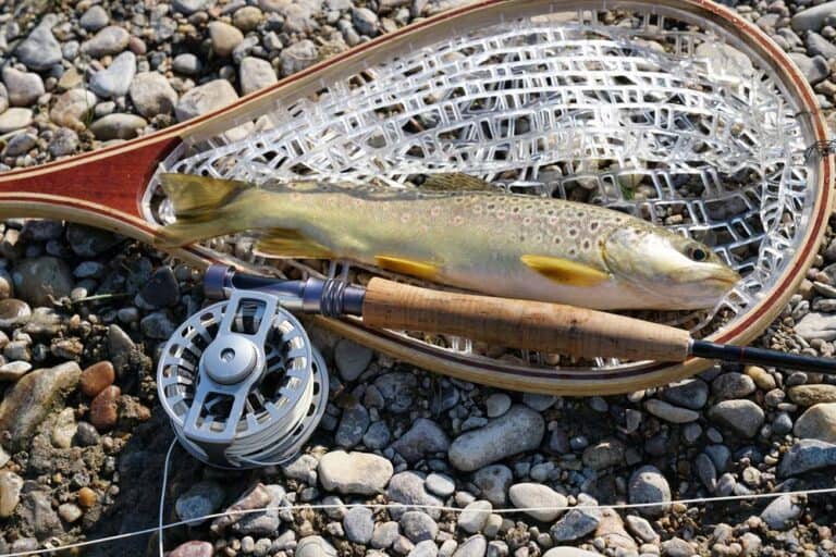 Mehr über den Artikel erfahren Welche Fische sind am einfachsten zu angeln?