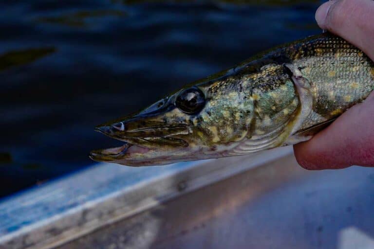 Mehr über den Artikel erfahren Wo Hecht Angeln in Holland?