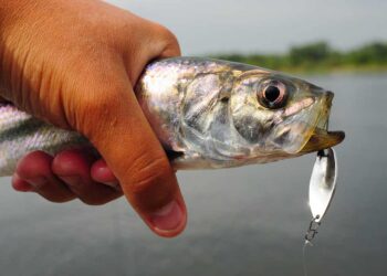 Hering-Angeln (depositphotos.com)