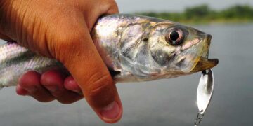 Hering-Angeln (depositphotos.com)