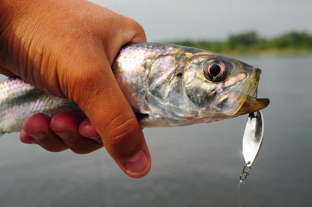 Du betrachtest gerade Wann ist die Heringszeit? Wann beißen Heringe? Die beste Zeit fürs Heringsangeln
