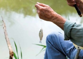 Kleine Fische als Köderfische nutzen (depositphotos.com)