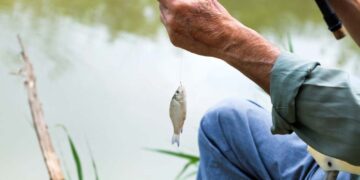 Kleine Fische als Köderfische nutzen (depositphotos.com)