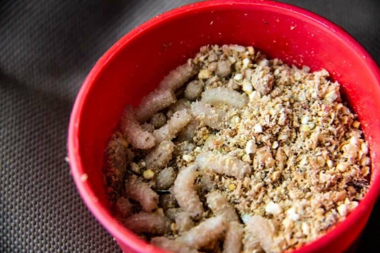 Mehr über den Artikel erfahren Maden zum Angeln