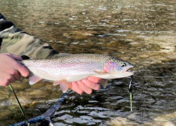 Regenbogenforelle (depositphotos.com)