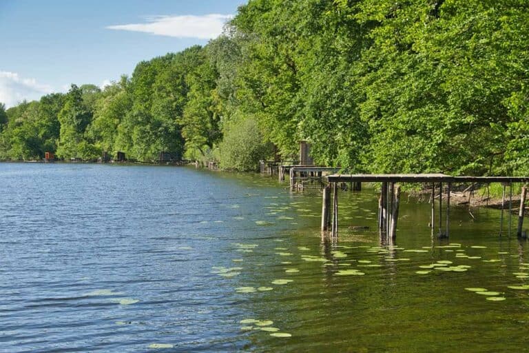Mehr über den Artikel erfahren Welche Fische kann man im Rhein angeln?