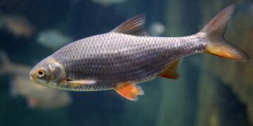 Die Rotfeder (Scardinius erythrophthalm) ein typischer Weißfisch