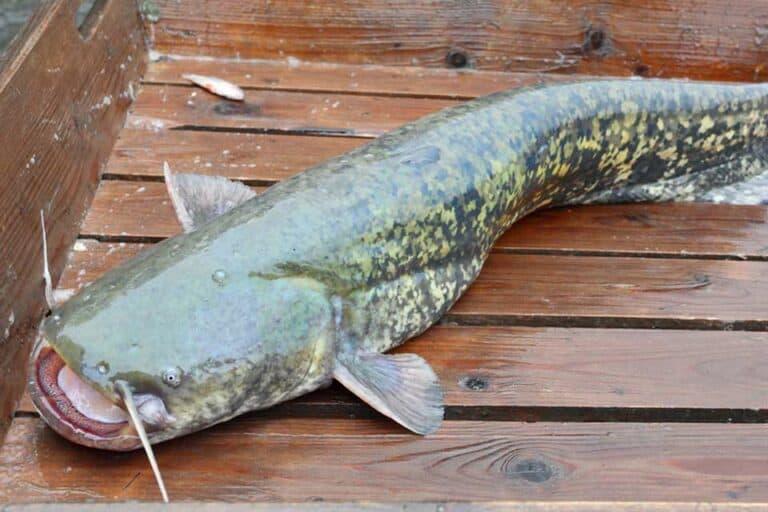 Mehr über den Artikel erfahren Angeln nach Welsen: Die besten Orte in Deutschland