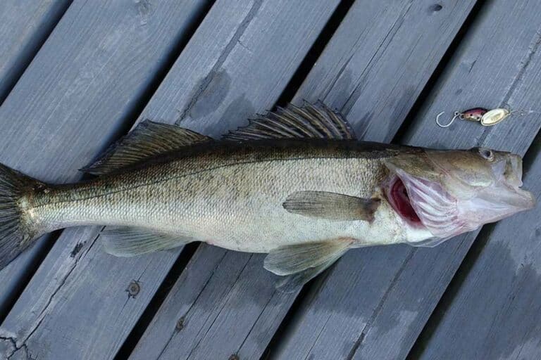 Mehr über den Artikel erfahren Was braucht man um Zander zu angeln?