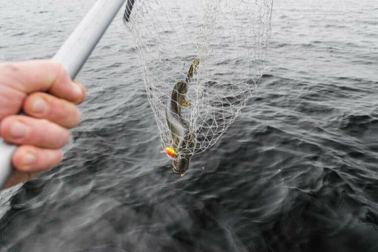 Mehr über den Artikel erfahren Angel Kescher mit Teleskopstange