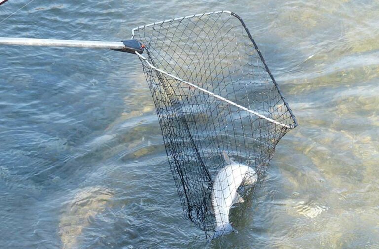 Mehr über den Artikel erfahren Angel Kescher