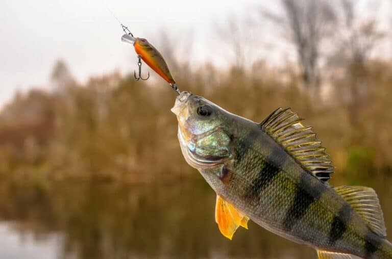 Mehr über den Artikel erfahren Barsch Blinker