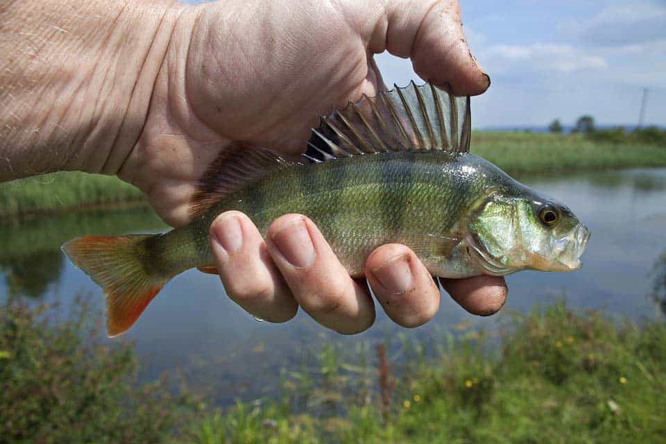 Du betrachtest gerade Friedfisch angeln