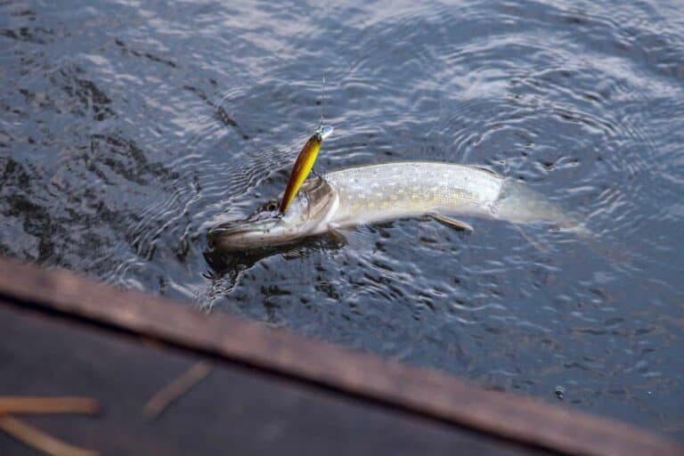 Mehr über den Artikel erfahren Hecht Blinker