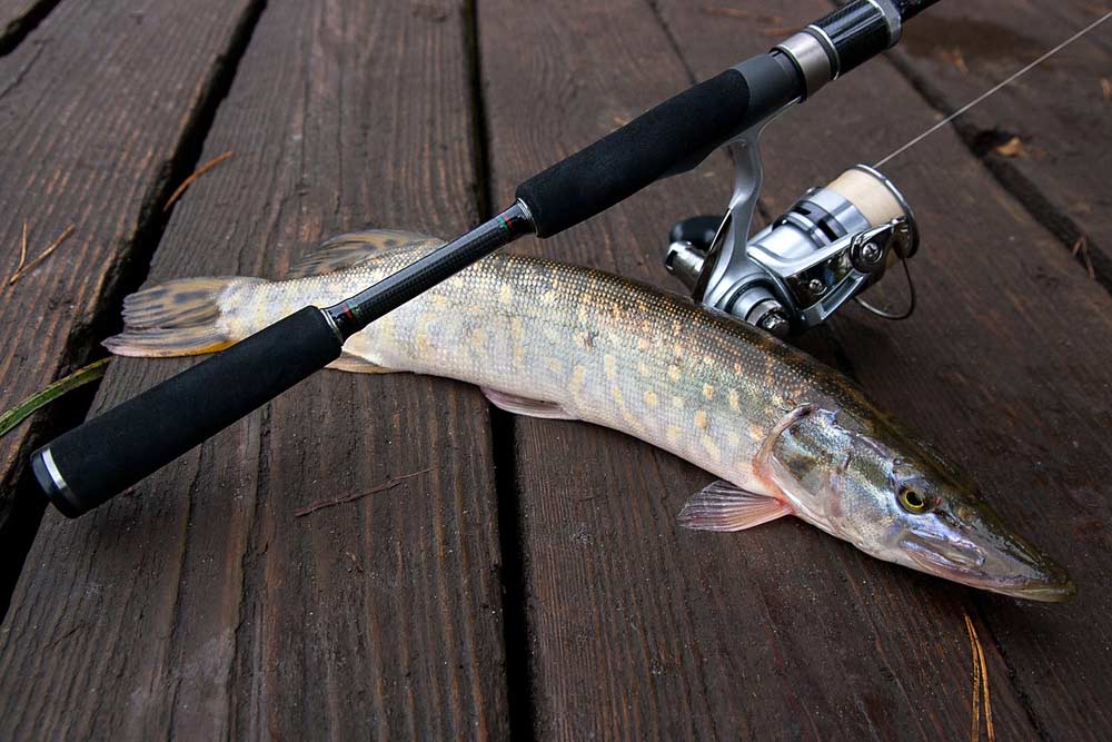 Hecht angeln mit Hecht Spinnrute (depositphotos.com)