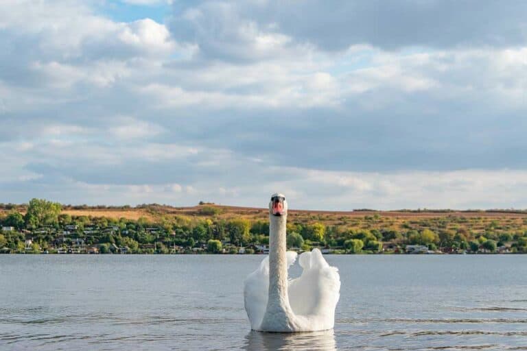 Mehr über den Artikel erfahren Fisch Schonzeiten in Sachsen Anhalt