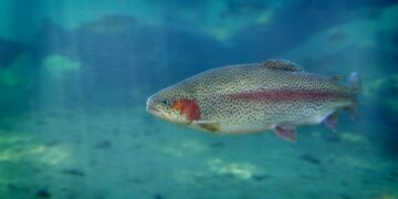 Die richtige Tiefe für ein erfolgreiches Forellenangeln (depositphotos.com)