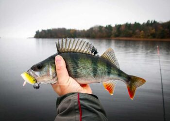 Barsch fischen (depositphotos.com)