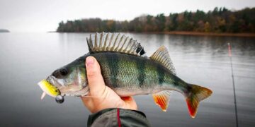 Barsch fischen (depositphotos.com)