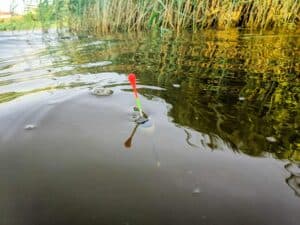 Mehr über den Artikel erfahren Was bedeutet Stippen beim Angeln – Stippangeln?